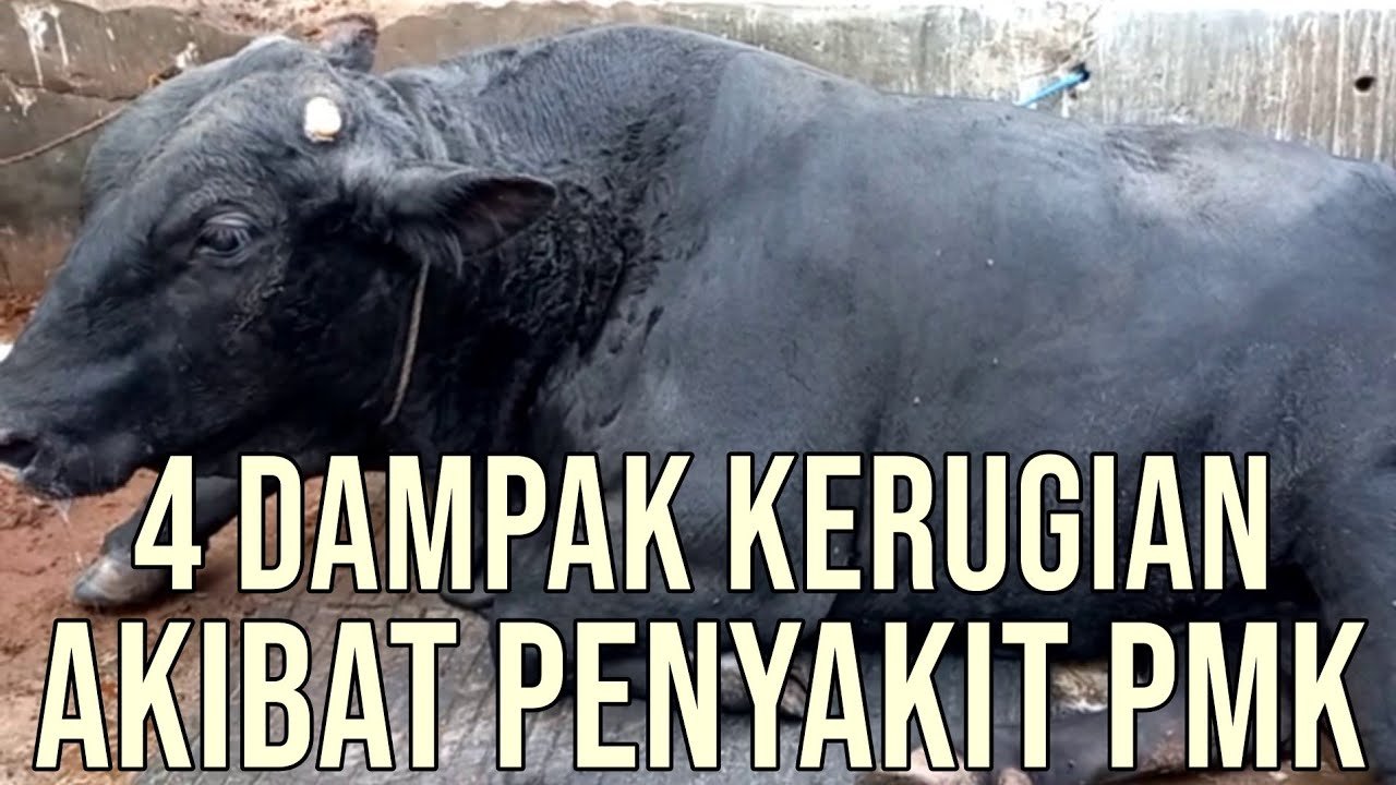 
                                 Dampak-Kerugian-Wabah-PMK-Sapi